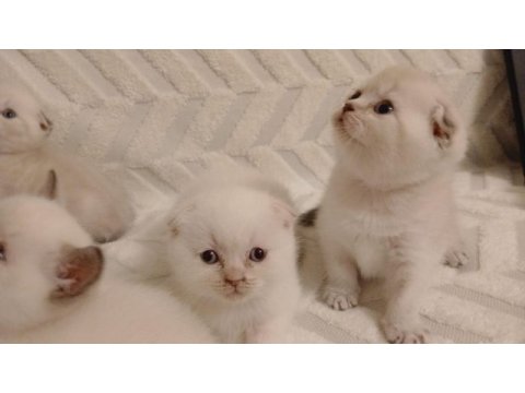 Scottish fold güzellikler teslime hazır