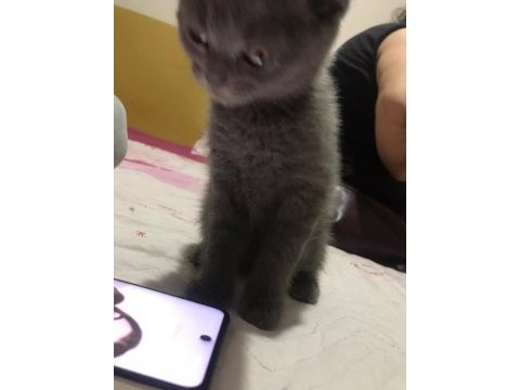 1 aylık yavru schottish fold 0 numara