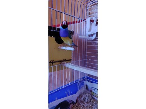 Genç kızgın erkek ispinoz