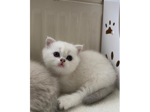Yakışıklı maviş gözlü ayıcık suratlı safkan bebek kedimiz