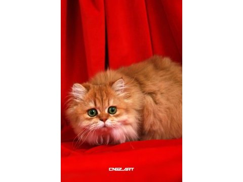 Blh by11 british longhair