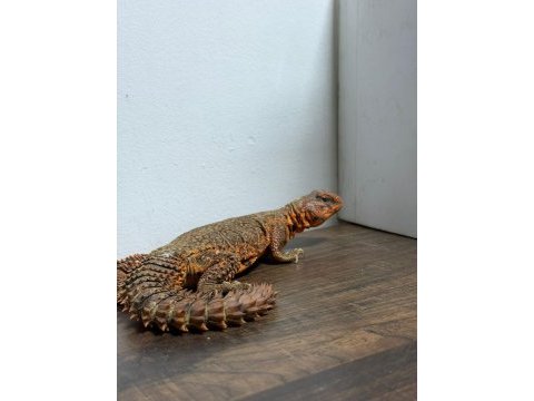Faturalı evraklı uromastyx