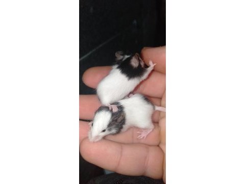 Panda mice bebek yavrularımız