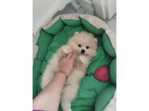 Pomeranian boo ayı surat