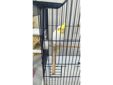 3 aylık sultan papağanı sağlıklı lutino tür