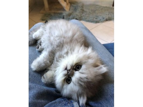 British longhair gri renk yeni sütten kesilme