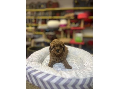 Teacup toy poodle güzelliği @petclubadana