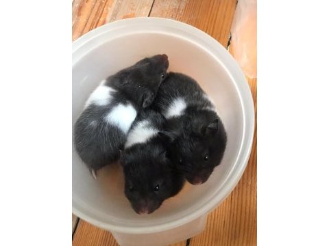 Suriye hamsterları 4 haftalık