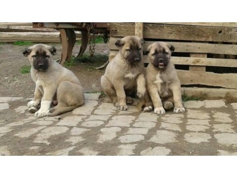 Irk garantili kangal yavruları