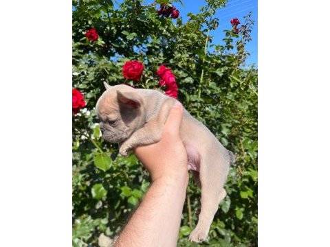 36 günlük blue fawn lilac (plat taşıyıcı) french bulldoglar