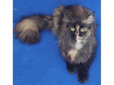 A kalite maincoon yavrumuz teslime hazırdır