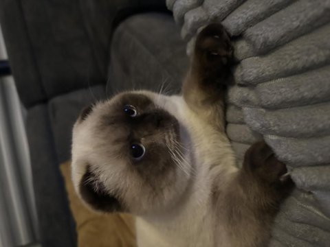 Sakin ve akıllı 1 yaşını tamamlamış blue point scottish fold