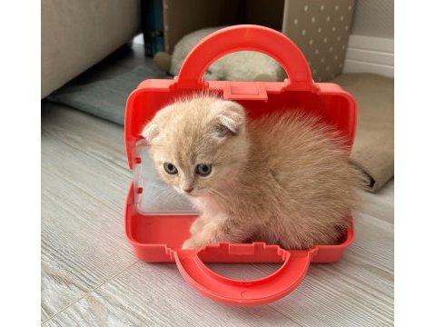 Yavru scottish fold latte