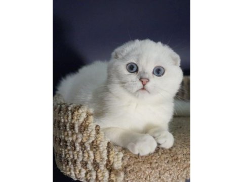 Orijinal kıvrık kulak scottish fold