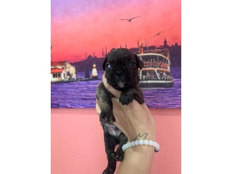 Fransız bulldog 2 adet