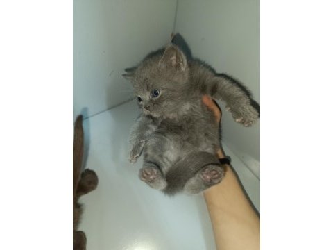 Cinnamon ve lilac british bebeklerim ailelerini arıyor