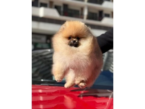 Safkan pomeranian yavruları