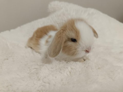 Hollanda lop bebek tavşanlar