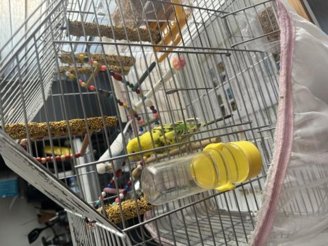 2 adet muhabbet kuşu