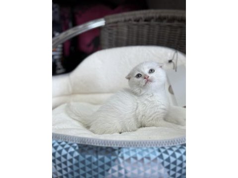 2 aylık scottish fold dişi
