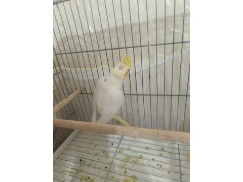 Sultan papağanı lutino kuşumuz
