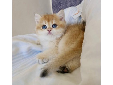 Ev ortamında büyüyen safkan british shorthair yavrular