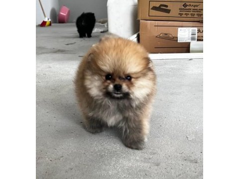 Kendi yetistirdigim köpeğimin pomeranian yavruları
