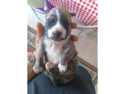 5 haftalık french bulldog yavrular