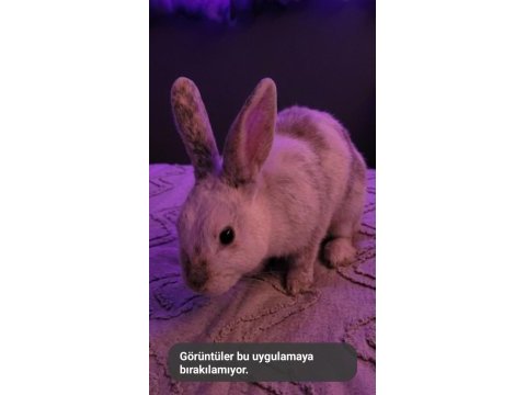 6 aylık renk cücesi erkek tavşanımız