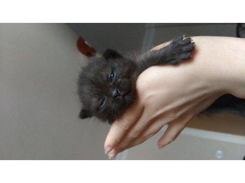 Minik bebeğin seni bekliyor scottish fold