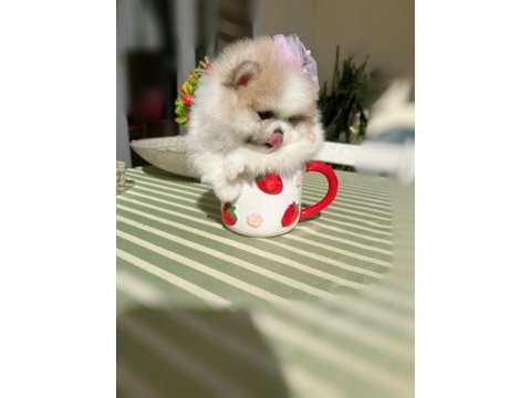 Teacup mini boy particolor pomeranian prenses