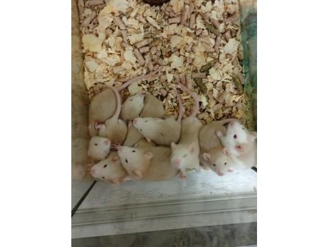 Rat bebekler