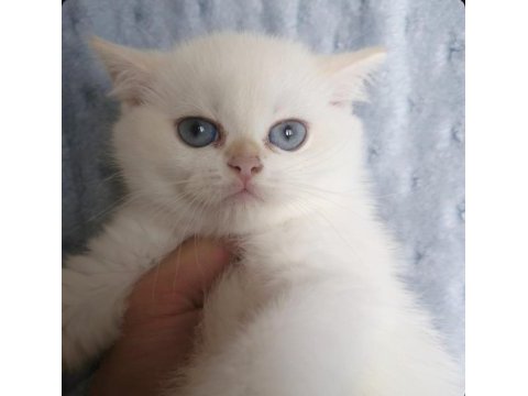 Dişi golden brıtısh shorthaır