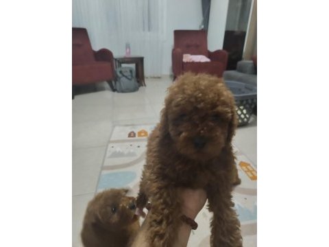 Toy poodle bebekler