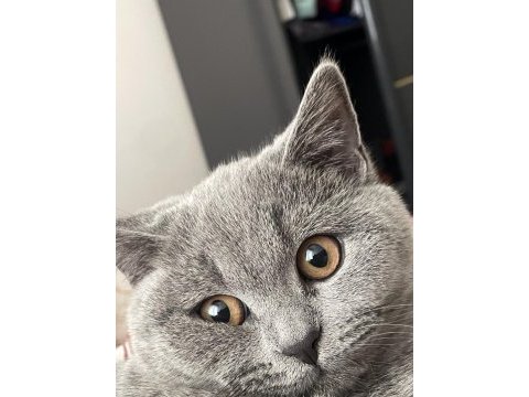 Güzel british shorthair kızımı sahiplendiriyorum