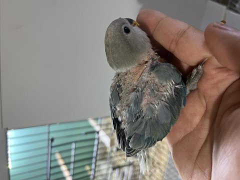30 günlük yeni yeme düşecek sevda papağanı