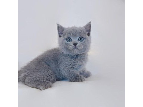 British shorthair yavruları