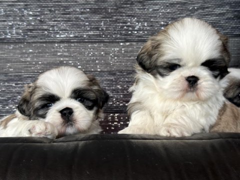 Hayatınıza renk katacak shih tzu bebekler