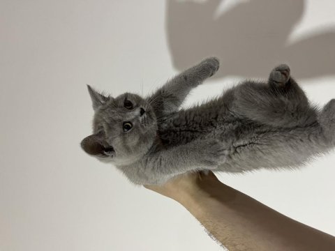 Lilac fawn british shorthair bebekler