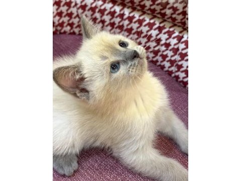 Bebek british bluepoint