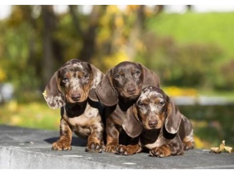 Özel renk merle dachshund merle aşılı bebekler