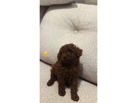 Erkek teacup dark redbrown kore poodle