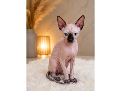 Safkan sfenks (sphynx/canadian sphynx) yavruları