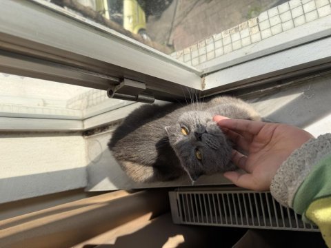 Scottish fold dişi 2 yaşında ücretsiz
