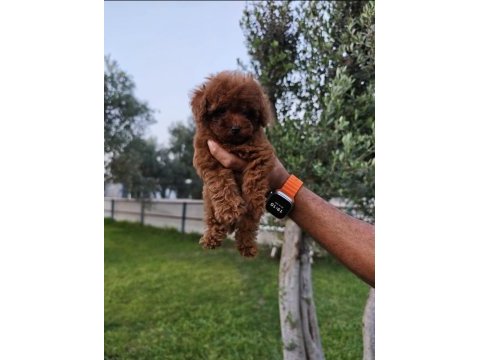 Orjinal safkan yavrular sizleri bekliyor