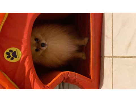 Yetişkin tilki surat pomeranian