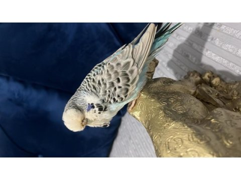 Yetişkin dişi jumbo muhabbet kuşu