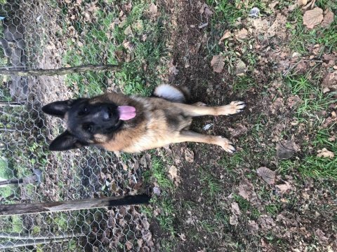 Show alman kurdu köpeği