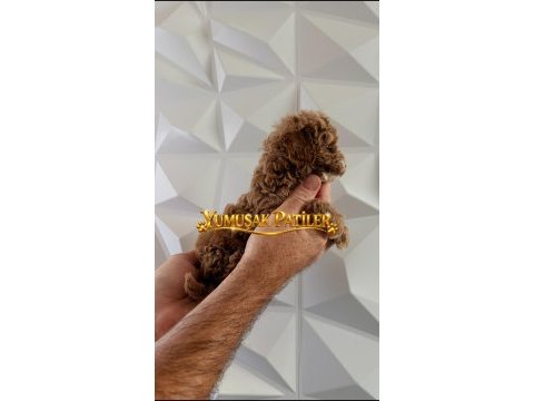 Orijinal toy poodle