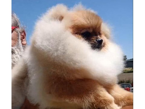 Orijinal pomeranian boo